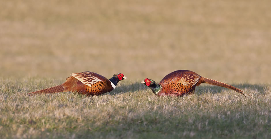Pheasants Forever – Women on the Wing
